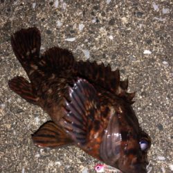 雨時々降る中のメバリング