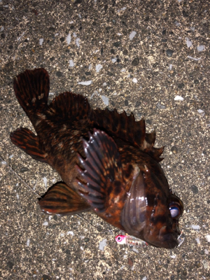 雨時々降る中のメバリング