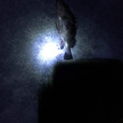 ガシリングゲーム