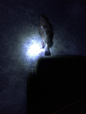 ガシリングゲーム