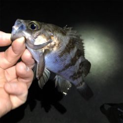 明石で渋め、メバリング