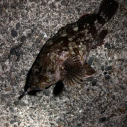 ガシラは裏切らない