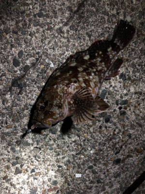 ガシラは裏切らない