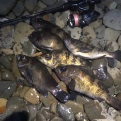 爆風メバリング