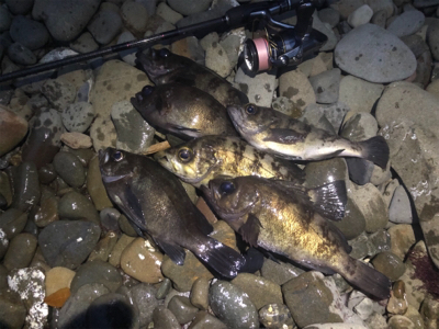 爆風メバリング