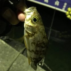 ヤリイカ終盤戦!!