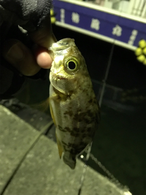 ヤリイカ終盤戦!!