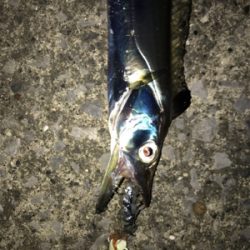 タチウオ入れ食い