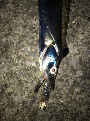 タチウオ入れ食い