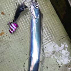 洲本沖  太刀魚