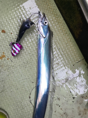 洲本沖  太刀魚