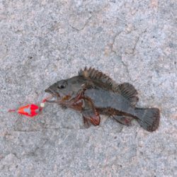 ムラソイのタワマン!!