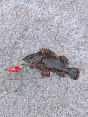 ムラソイのタワマン!!