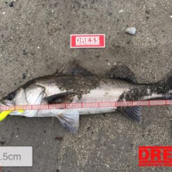 いいサイズのシーバス!