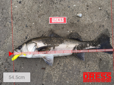 いいサイズのシーバス!