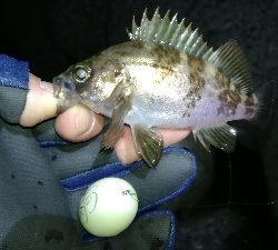 ナイトメバリング