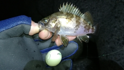 ナイトメバリング