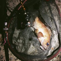 メバルさんお元気です