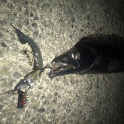 2月最後のタチウオです