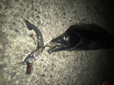 2月最後のタチウオです