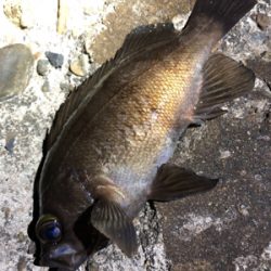 プラグと黒ワームで爆釣！