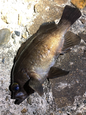 プラグと黒ワームで爆釣！