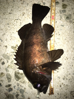 色んなパターンでメバリング