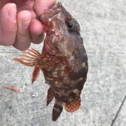 ロックフィッシュゲーム