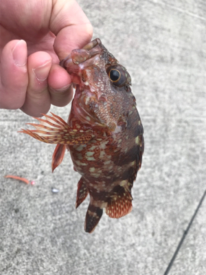 ロックフィッシュゲーム