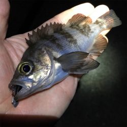 漁港でライトゲーム