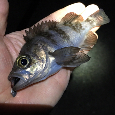 漁港でライトゲーム