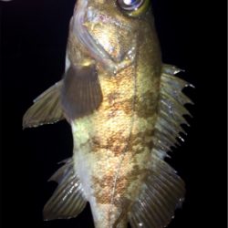 メバルのちシーバス