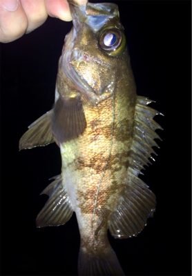 メバルのちシーバス