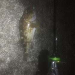 メバルを捌かせてあげたくて