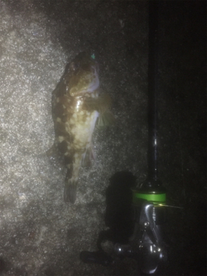 メバルを捌かせてあげたくて