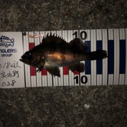 遅まきながらの初釣り