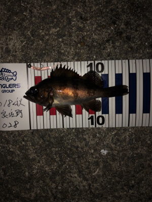 遅まきながらの初釣り