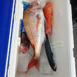 遊漁船(シードリームさん。午前中のみ)の釣果