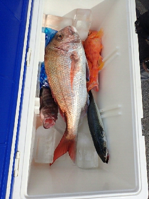 遊漁船(シードリームさん。午前中のみ)の釣…