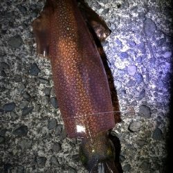 ヤリイカエギング