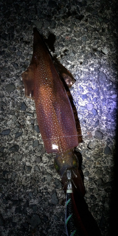 ヤリイカエギング