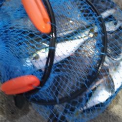 2/11の釣果　チヌチヌサバサバ