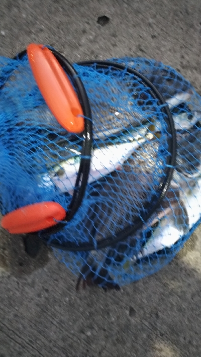 2/11の釣果　チヌチヌサバサバ