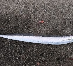 2/16釣果 フカセ釣りでタチウオが!!