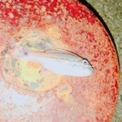 寒さマシのち風で寒い