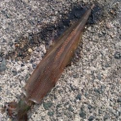 ヤリイカ最終決戦