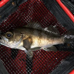 極寒の中 メバリング