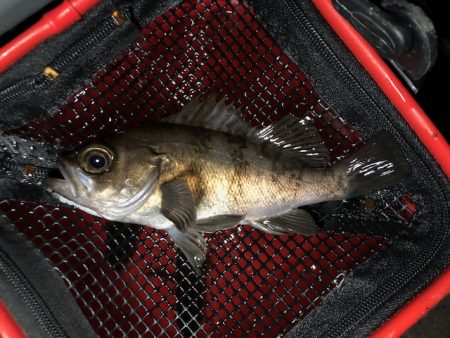 極寒の中 メバリング