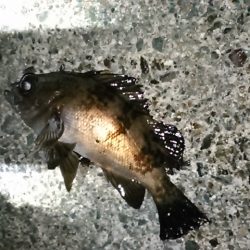 メバルと遊びに