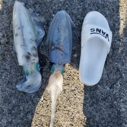 朝マズメから、